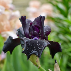 Bulbi Iris Germanica Black - 1 Rizom - Aqua Flowers