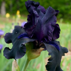Bulbi Iris Germanica Black - 1 Rizom - Aqua Flowers
