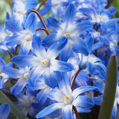 Bulbi Chionodoxa Blue Giant (Gloria Zăpezii) – Pachet 5 Bulbi – Aqua Flowers