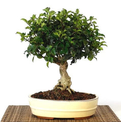 Bonsai Ilex - Arbore de crestatina - Aqua Flowers