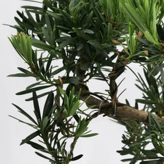 Bonsai Podocarpus - Aqua Flowers