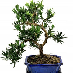 Bonsai Podocarpus - Aqua Flowers