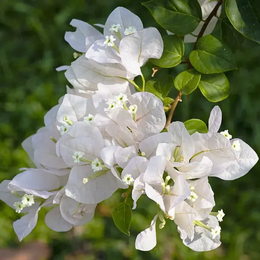Floarea de Hartie (Bougainvillea sanderiana) - Alba - Ghiveci 2L - H 70 - 80 cm