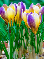 Branduse - Advance Pachet 5 Bulbi - Aqua Flowers