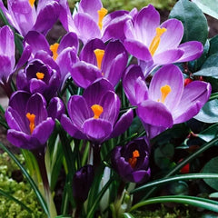 Branduse - Crocus - - Flower Record Pachet 5 Bulbi
