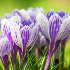 Branduse - Crocus - - Pickwick Pachet 5 Bulbi