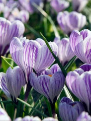 Branduse - Pickwick Pachet 5 Bulbi - Aqua Flowers