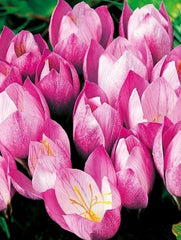 Branduse - Zonatus Pachet 5 Bulbi - Aqua Flowers