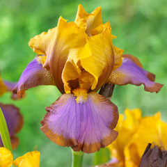 Bulbi Iris Germanica Brown Lasso - 1 Rizom - Aqua Flowers