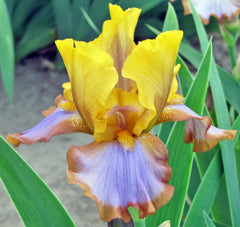 Bulbi Iris Germanica Brown Lasso - 1 Rizom - Aqua Flowers