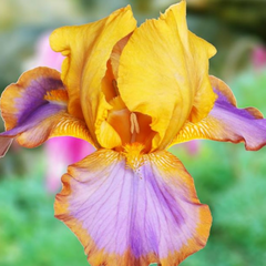 Bulbi Iris Germanica Brown Lasso - 1 Rizom - Aqua Flowers