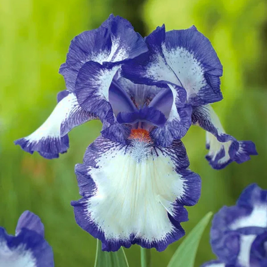 Bulbi Iris Germanica Blue Staccato - 1 Rizom - Aqua Flowers
