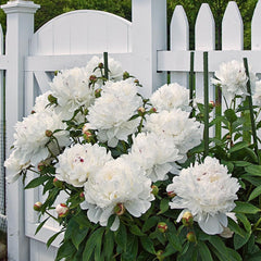 Bujor - Festiva Maxima - 1 Rădăcină / Rizom