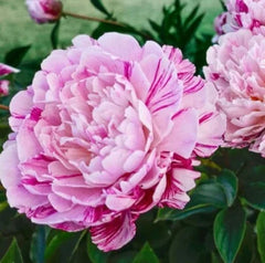 Bujor - Pink Candy Stripes – Pachet 1 Rizom