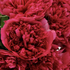 Bujor - Red Charm - Pachet 1 radacina - Aqua Flowers