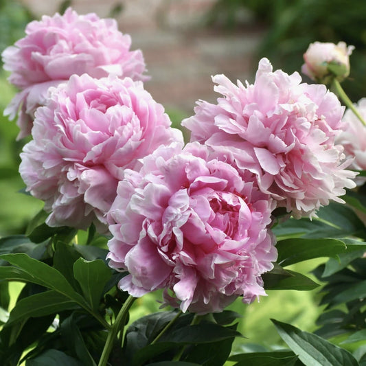 Bujor - Sarah Bernhardt - Pachet 1 radacina - Aqua Flowers