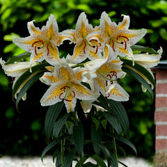 Bulb Crin Gold Band - Pachet 1 Bulb - Aqua Flowers