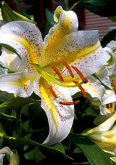 Bulb Crin Gold Band - Pachet 1 Bulb - Aqua Flowers