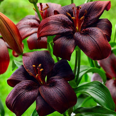 Bulb Crin Landini - Pachet 1 Bulb - Aqua Flowers