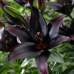 Bulb Crin Landini - Pachet 1 Bulb - Aqua Flowers