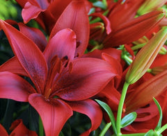 Bulb Crin Red Flash - Pachet 1 Bulb - Aqua Flowers