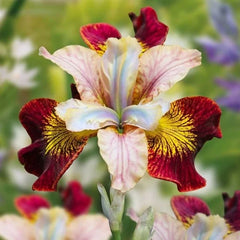 Bulb Iris sibirica – Red Golden Flame – Pachet: 1 bulb