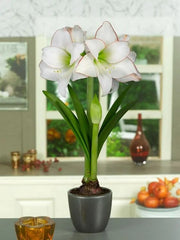 Bulbi Amaryllis - Picotee - Aqua Flowers