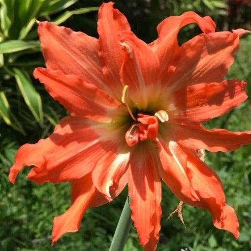 Bulbi Amaryllis Dublu – Puniceum Alberti – 1 bulb