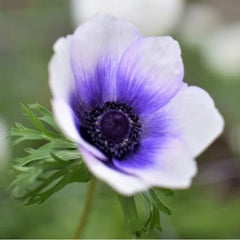 Bulbi Anemone Bicolor Blueberry - Pachet 10 Bulbi