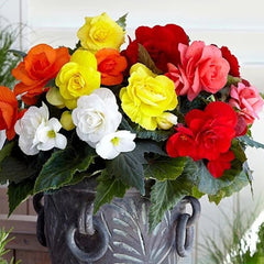 Bulbi Begonia Mix - Pachet 3 Bulbi - Aqua Flowers