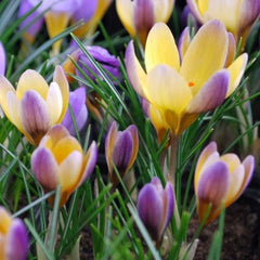 Branduse - Crocus - Advance Pachet 5 Bulbi