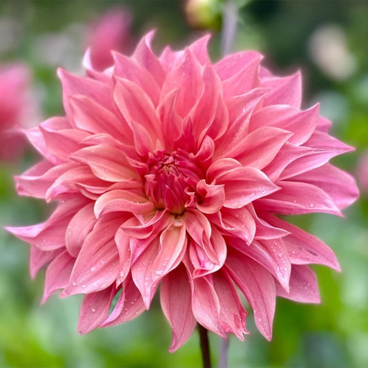 Bulbi Dalia - Carlos Watermelon - Pachet 1 bulb - Aqua Flowers