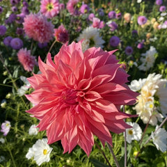 Bulbi Dalia - Carlos Watermelon - Pachet 1 bulb - Aqua Flowers