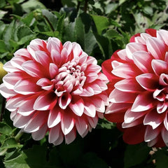 Bulbi Dalia - Little Tiger - Pachet 1 bulb - Aqua Flowers