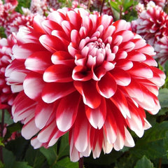 Bulbi Dalia - Little Tiger - Pachet 1 bulb - Aqua Flowers