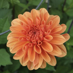 Bulbi Dalia - Orange Pitica - Pachet 1 bulb - Aqua Flowers