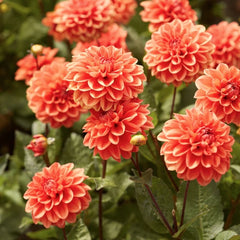 Bulbi Dalia - Orange Pitica - Pachet 1 bulb - Aqua Flowers