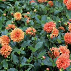 Bulbi Dalia - Orange Pitica - Pachet 1 bulb - Aqua Flowers