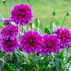 Bulbi Dalia - Purple Pitica - Pachet 1 bulb - Aqua Flowers