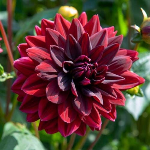 Bulbi Dalia - Spartacus - Pachet 1 bulb - Aqua Flowers