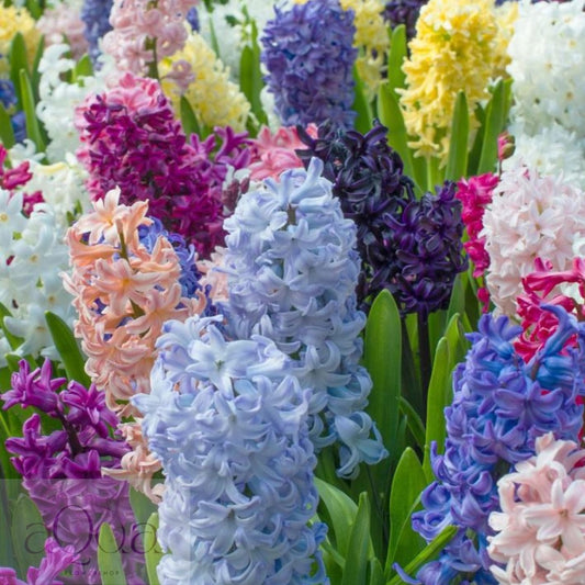 Bulbi de Zambile Parfumate Mixte - 100 Bucati - Culori si Arome Delicate pentru Gradina Ta - Aqua Flowers