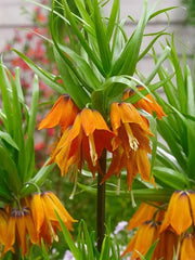 Bulbi Fritillaria - Aurora - Aqua Flowers