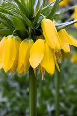 Bulbi Fritillaria - Imperialis Lutea - Aqua Flowers