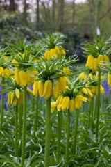 Bulbi Fritillaria - Imperialis Lutea - Aqua Flowers