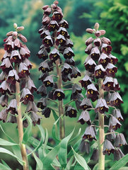 Bulbi Fritillaria - Persica - Aqua Flowers