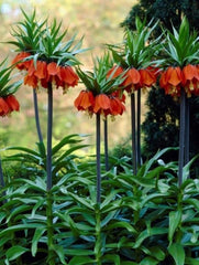 Bulbi Fritillaria - Rubra Maxima - Aqua Flowers