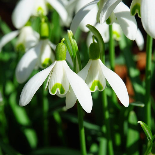 Bulbi Ghiocei - Galanthus Mount Everest - Pachet 5 Bulb - Aqua Flowers