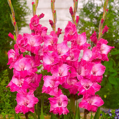 Bulbi Gladiole - Fairy - Pachet 3 Bulb - Aqua Flowers