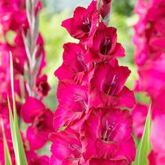 Bulbi Gladiole - Fairy - Pachet 3 Bulb - Aqua Flowers