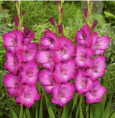 Bulbi Gladiole - Fairy - Pachet 3 Bulb - Aqua Flowers